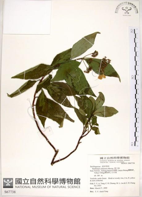 華八仙藏品圖，第1張