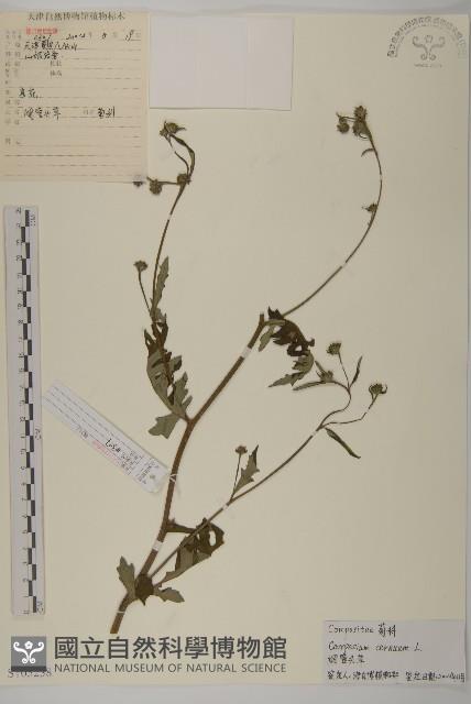 杓兒菜藏品圖，第1張