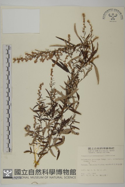 野艾蒿藏品圖，第1張