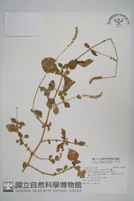 假川牛膝藏品圖，第1張