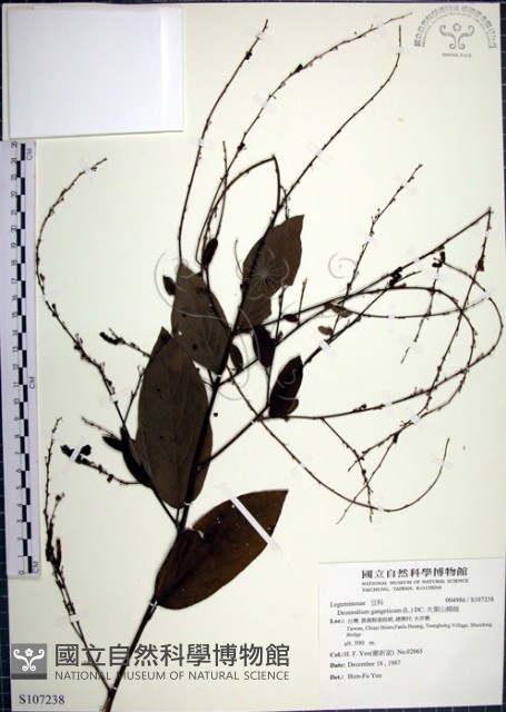 大葉山螞蝗藏品圖，第1張