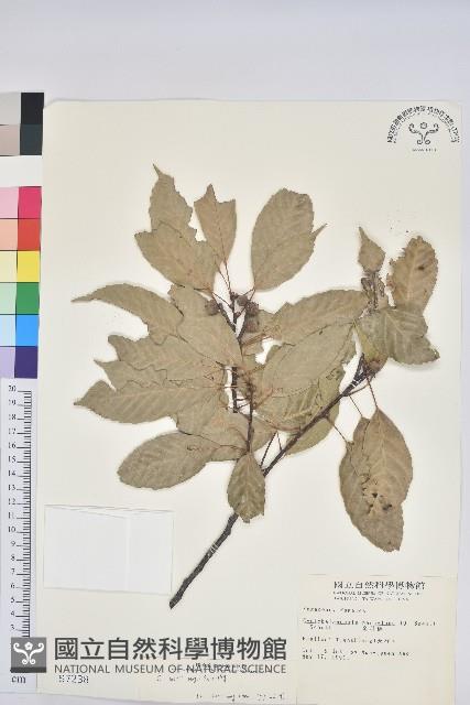 赤柯、赤椆、森氏櫟藏品圖，第1張