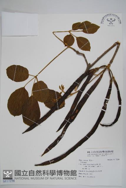 登錄號:S117238藏品圖，第1張