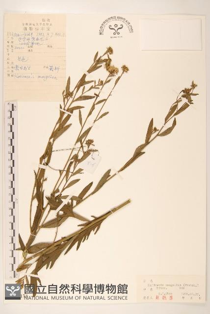 蒙古馬蘭藏品圖，第1張