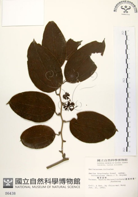 糙莖菝契藏品圖，第1張