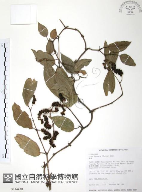 風藤藏品圖，第1張