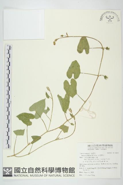 白花牽牛藏品圖，第1張