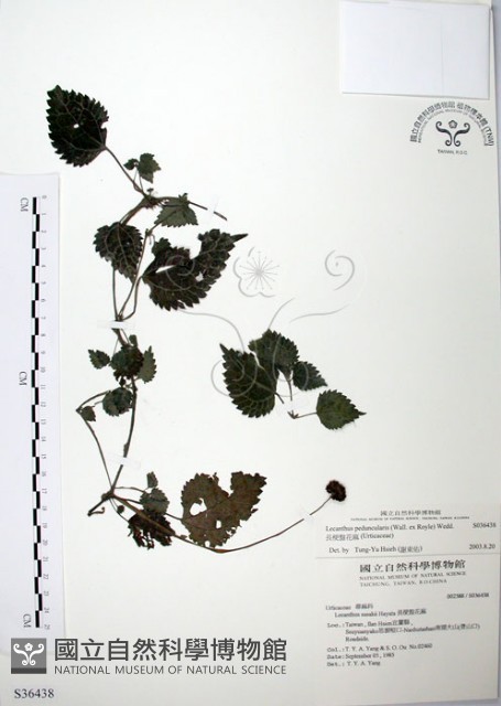 長梗盤花麻藏品圖，第1張