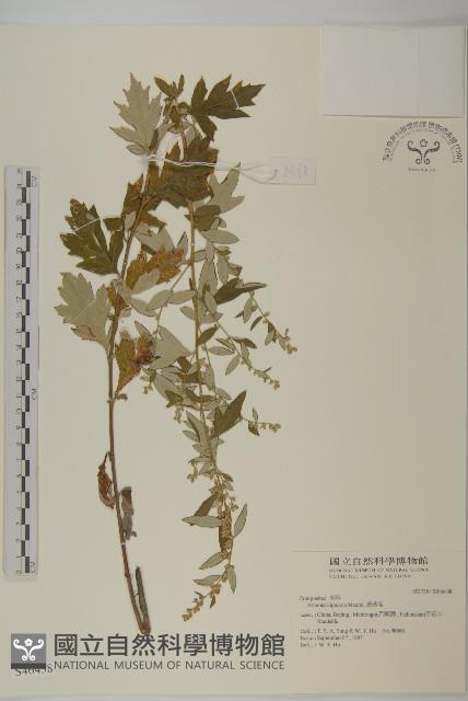 歧莖萵藏品圖，第1張