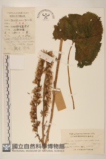 戟葉橐吾藏品圖，第1張