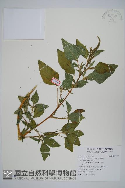 凹葉野莧菜藏品圖，第1張