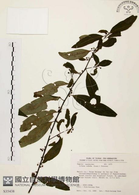 山胡椒藏品圖，第1張