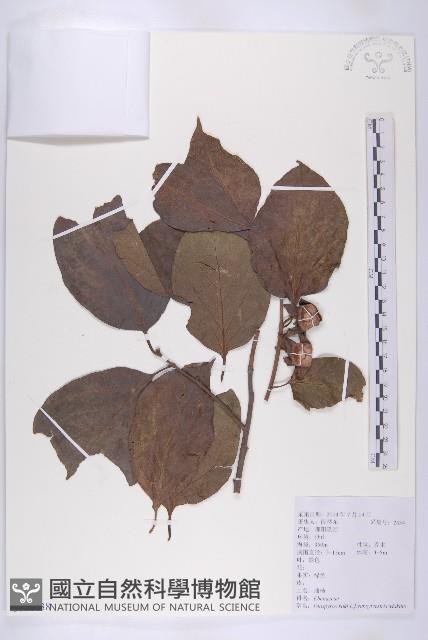 油柿藏品圖，第1張