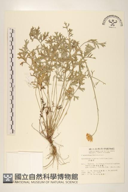 除蟲菊藏品圖，第1張