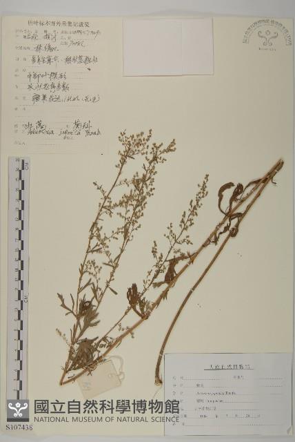 牡蒿藏品圖，第1張