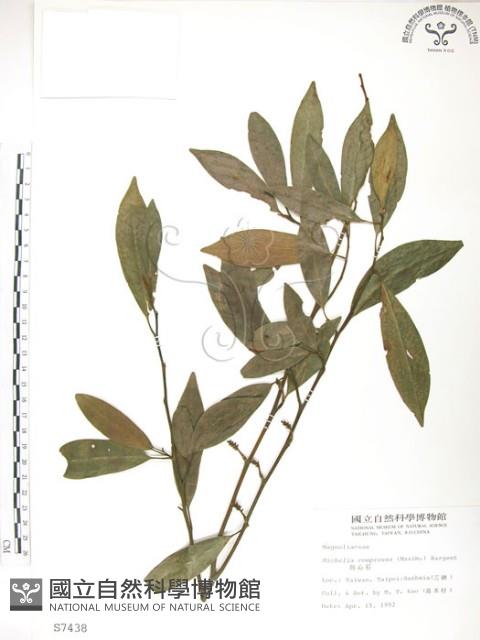 烏心石藏品圖，第1張