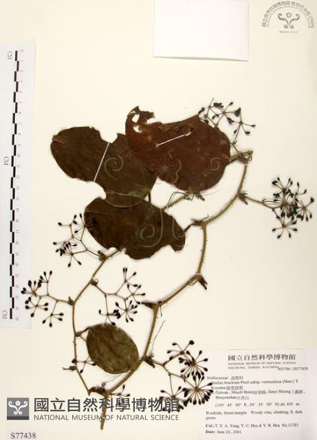 糙莖菝契藏品圖，第1張