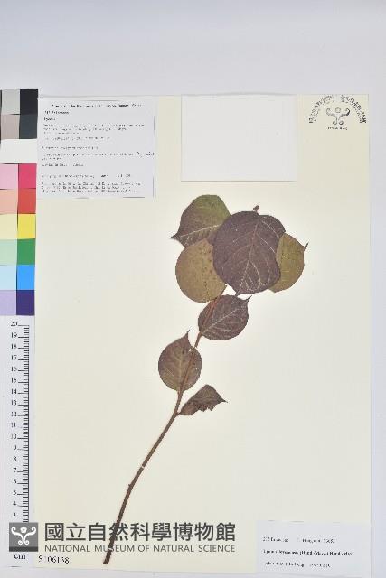 團葉南燭藏品圖，第1張