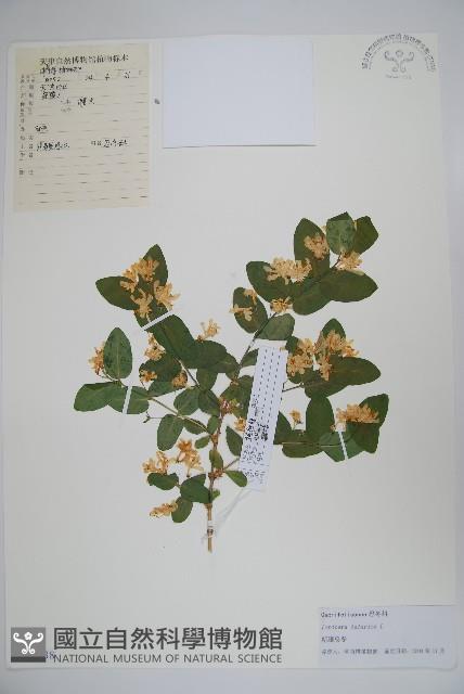 美果忍冬，新疆忍冬藏品圖，第1張