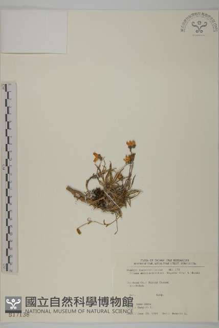 玉山蠅子草藏品圖，第1張