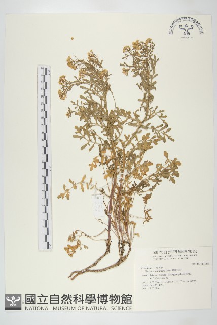 臺灣山芥菜藏品圖，第1張