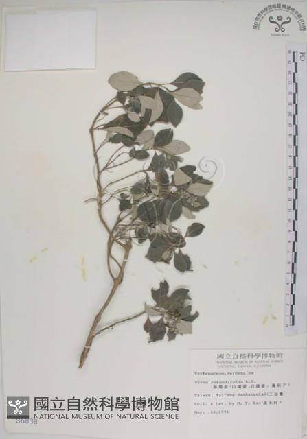 海埔姜藏品圖，第1張