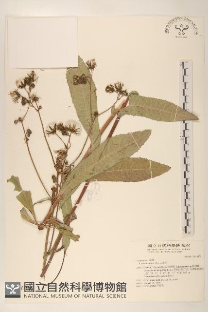 山萵苣藏品圖，第1張