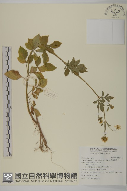 大花咸豐草藏品圖，第1張