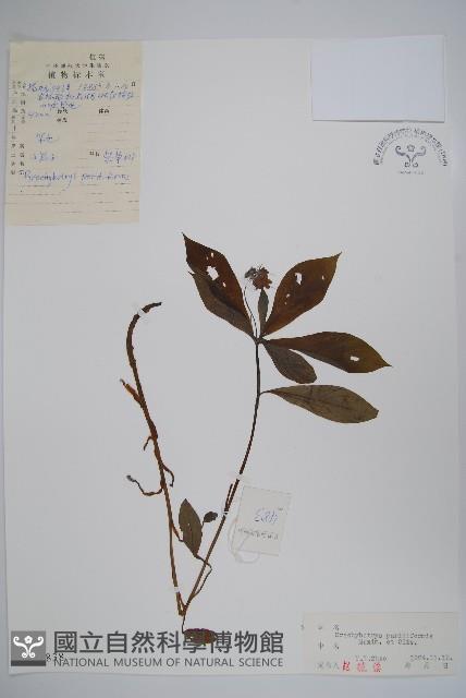 山茄子藏品圖，第1張