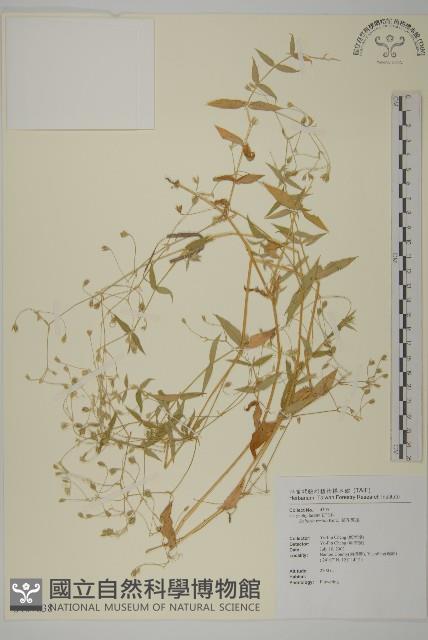 疏花繁縷藏品圖，第1張