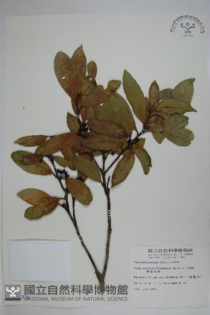 革葉冬青藏品圖，第1張