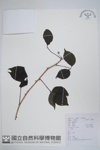 三葉五加、三加皮藏品圖，第1張