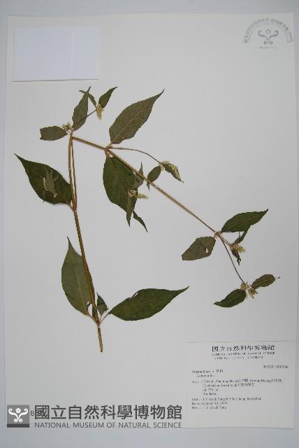 登錄號:S017838藏品圖，第1張