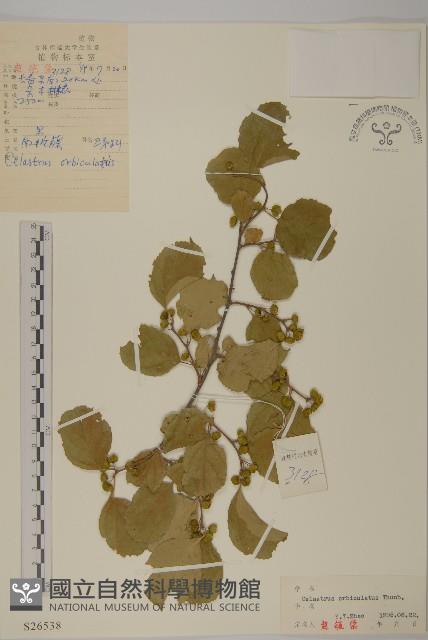 南蛇藤藏品圖，第1張