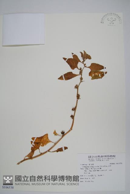 番杏藏品圖，第1張