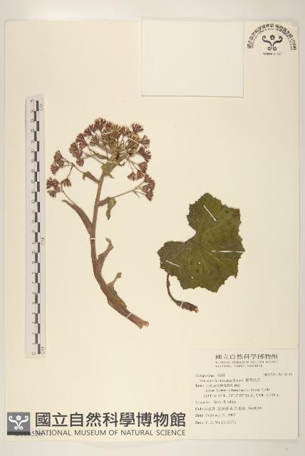 臺灣款冬藏品圖，第1張