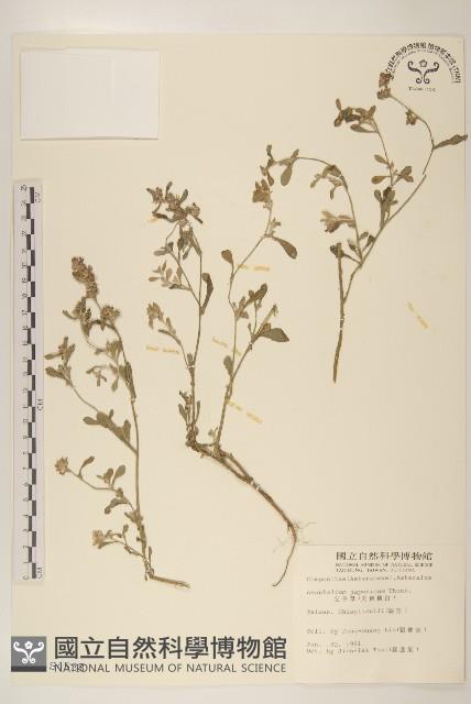 父子草、天青地白藏品圖，第1張