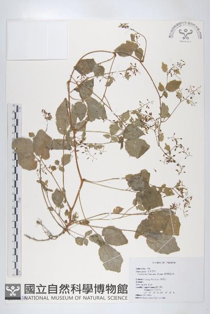 臺灣假山葵藏品圖，第1張