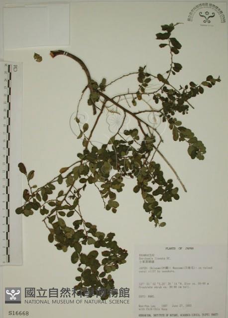 小葉黃鱔藤藏品圖，第1張