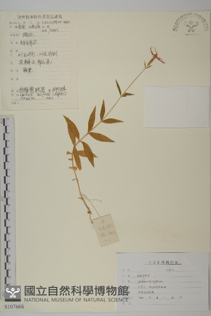 絲瓣剪秋籮藏品圖，第1張