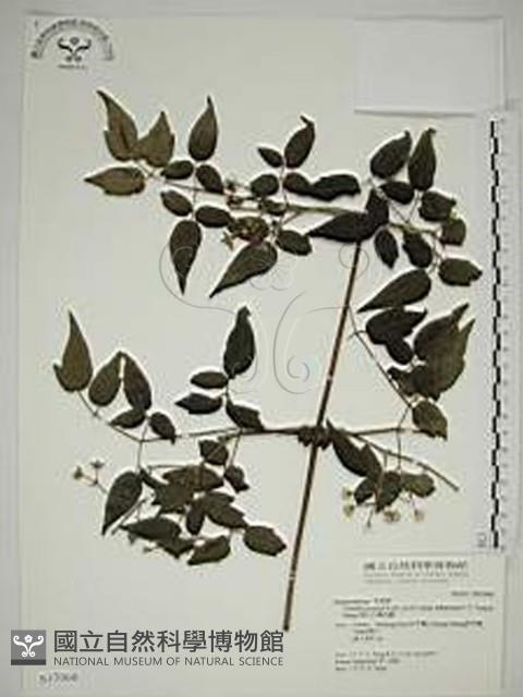 梨山小蓑衣藤藏品圖，第1張