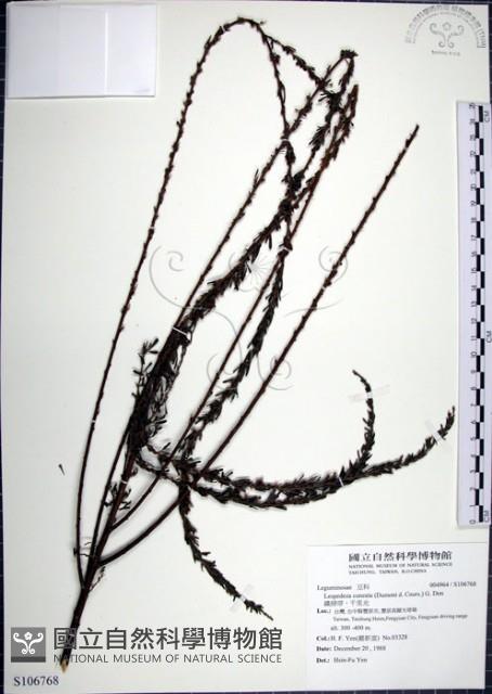 鐵掃帚、千里光藏品圖，第1張