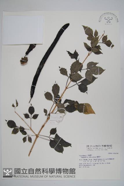 蠟燭木藏品圖，第1張