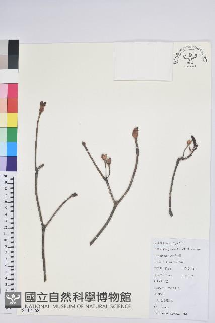 齒緣吊鐘花藏品圖，第1張