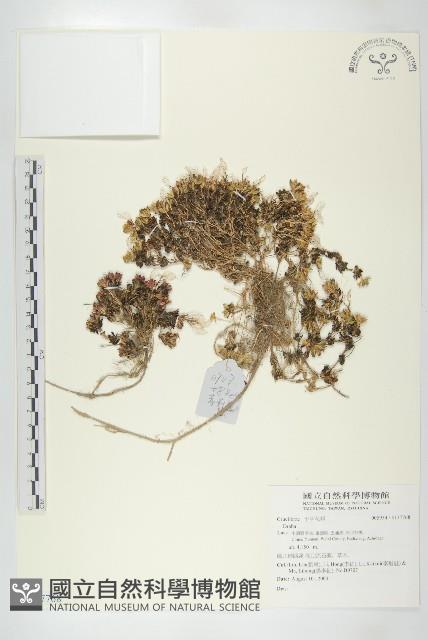 登錄號:S137768藏品圖，第1張