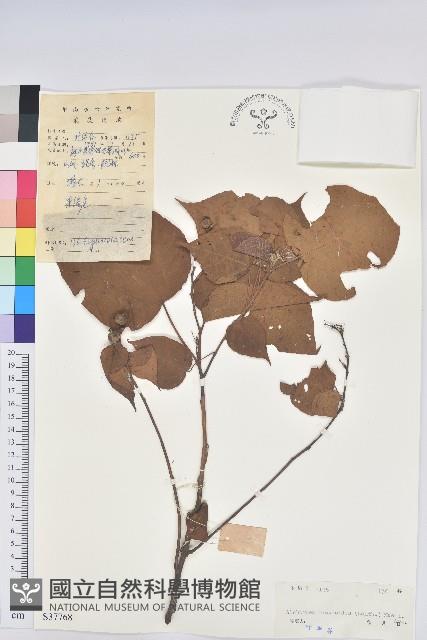 紅背山麻桿藏品圖，第1張