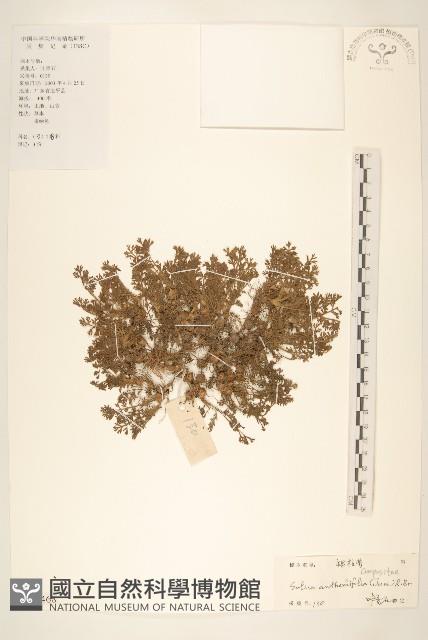 假吐金菊藏品圖，第1張