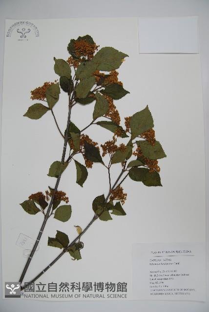 樺葉莢迷、玉山莢迷藏品圖，第1張