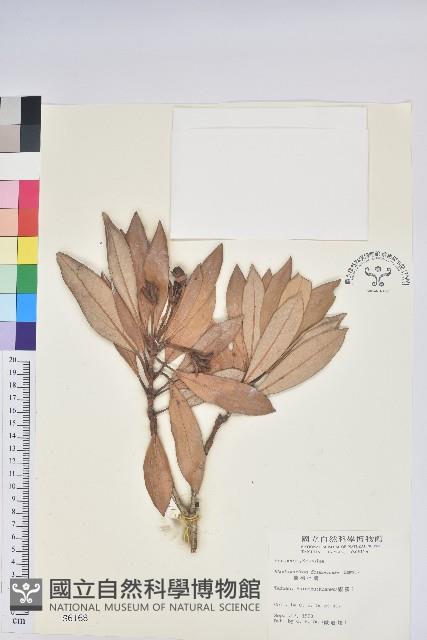 臺灣杜鵑藏品圖，第1張