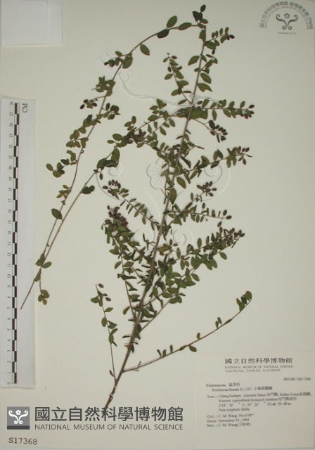 小葉黃鱔藤藏品圖，第1張